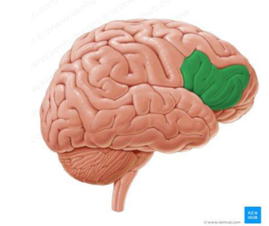 <p>Long circular areas of the brain</p>