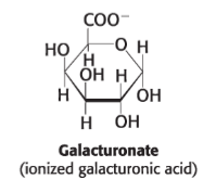 <p>polygalacturonic acid (even though mammals can’t digest cellulose + other plant fibers)</p>