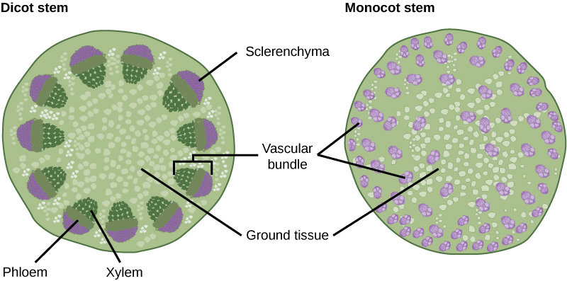 Monocot and Dicot Stems