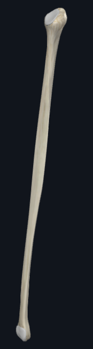<p>What bone is this</p>