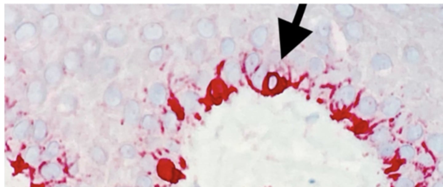 <p>What is the arrow pointing to?</p>