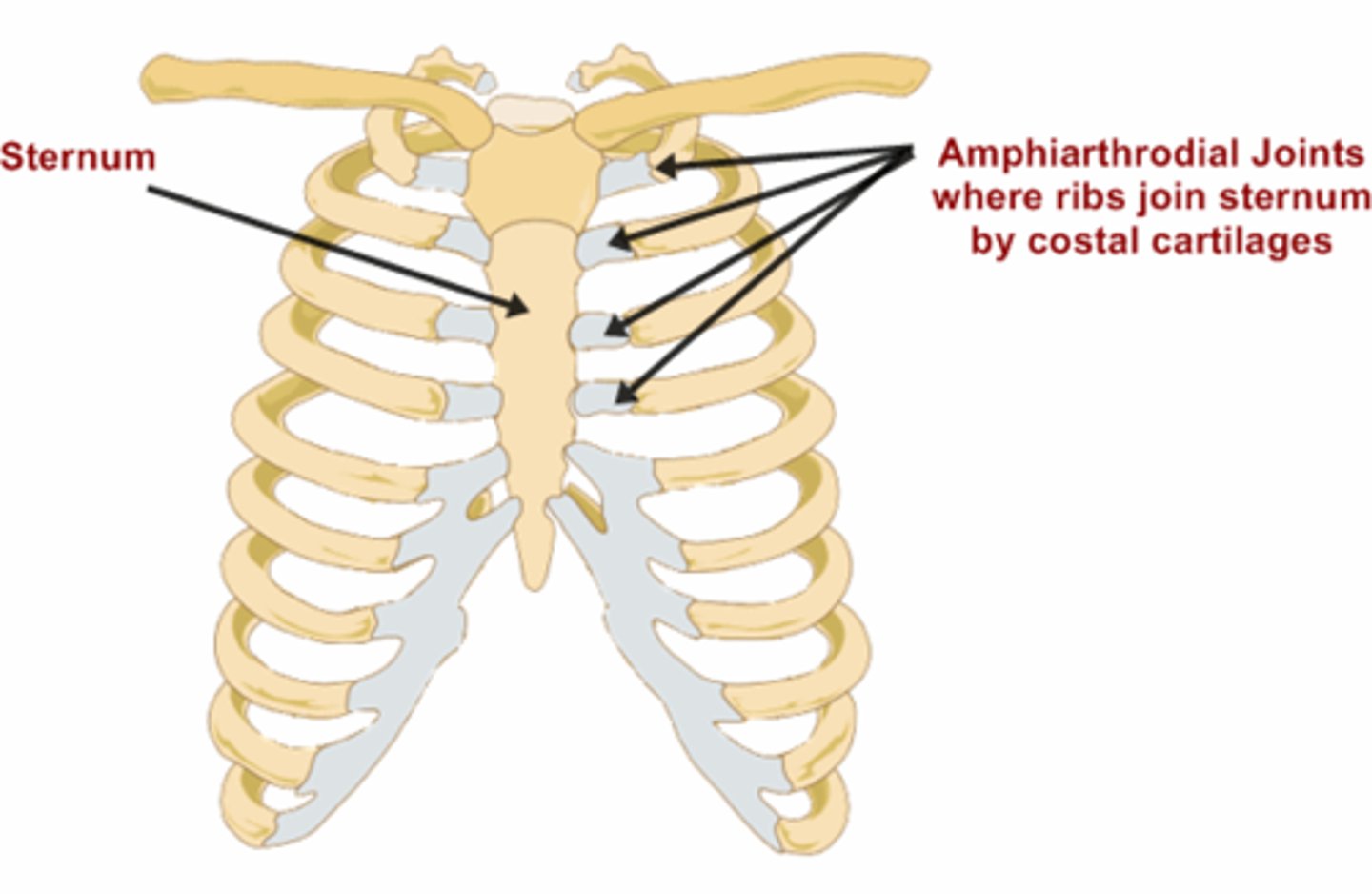 <p>an almost immovable joint between bones bound by a layer of cartilage, as in the vertebrae.</p>