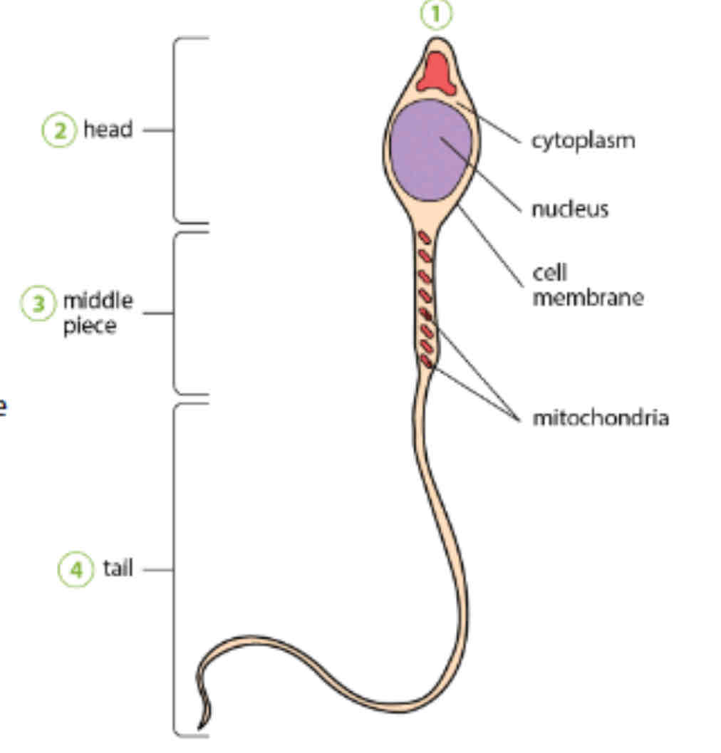 <p>Head, middle piece, tail (flagellum); streamlined shape</p>