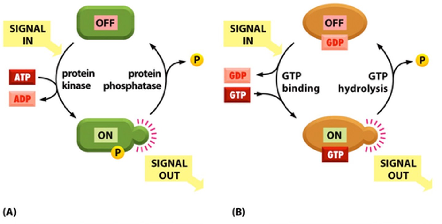 <p>-protein kinase activates target protein by taking off Phosphate from ATP and putting it on</p><p>- protein phosphatase turns target protein off by taking off the phosphate</p>