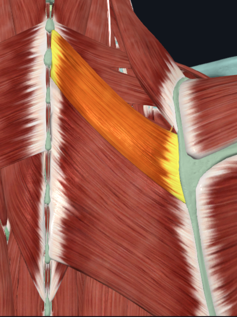 <p>What muscle is this</p>