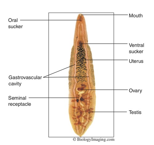 Opisthorchis labeled