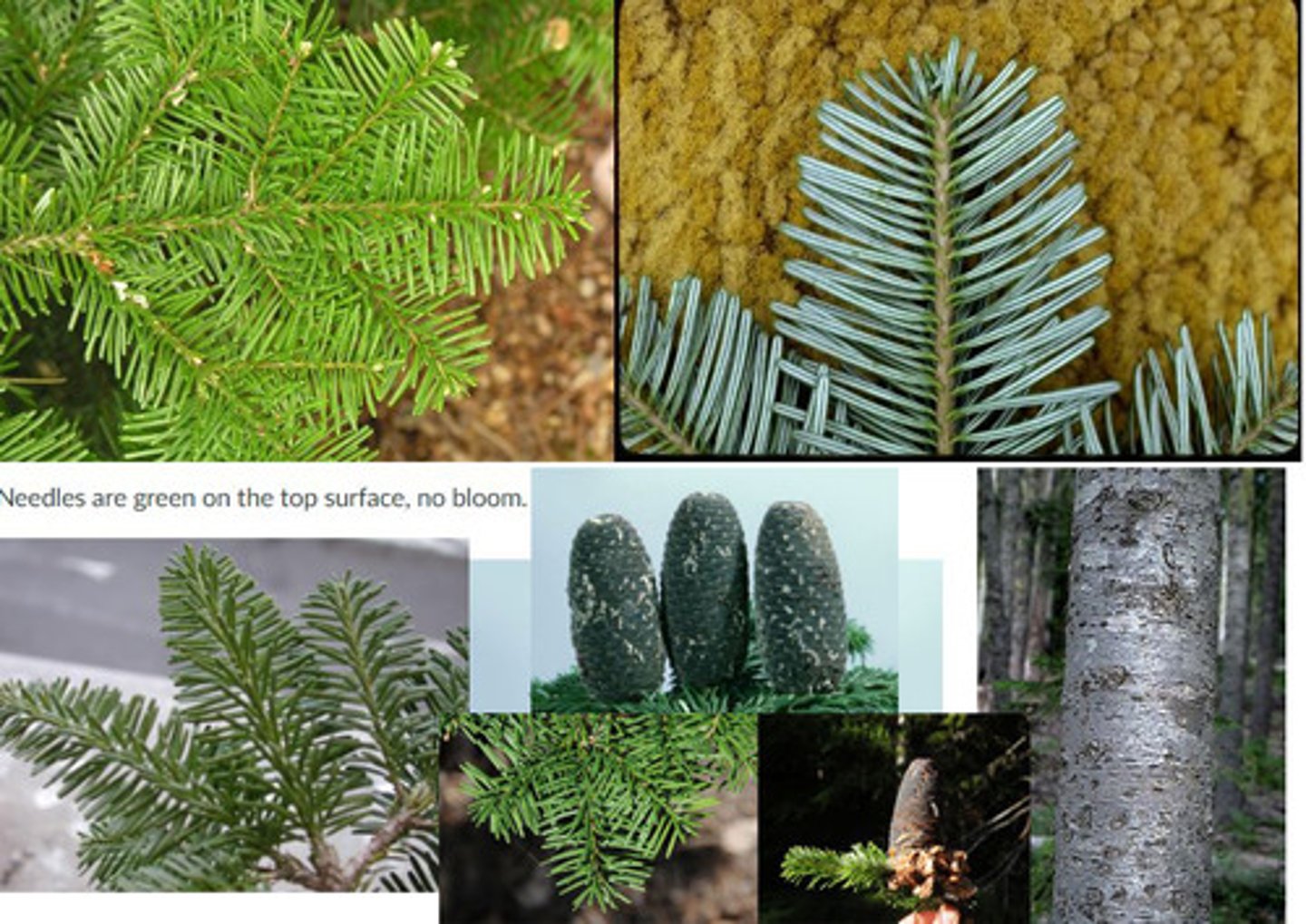 <p>- needles: short, white abaxial, shiny adaxial, notched</p><p>- Twigs: outward needles on sides, forward needles on top</p><p>- Cones: Looks like grandis, but smaller</p>