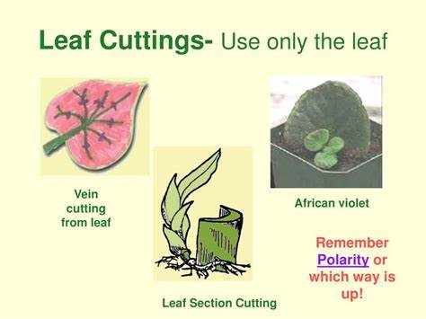 <p>Stem cuttings, they contain stem tissue!</p>