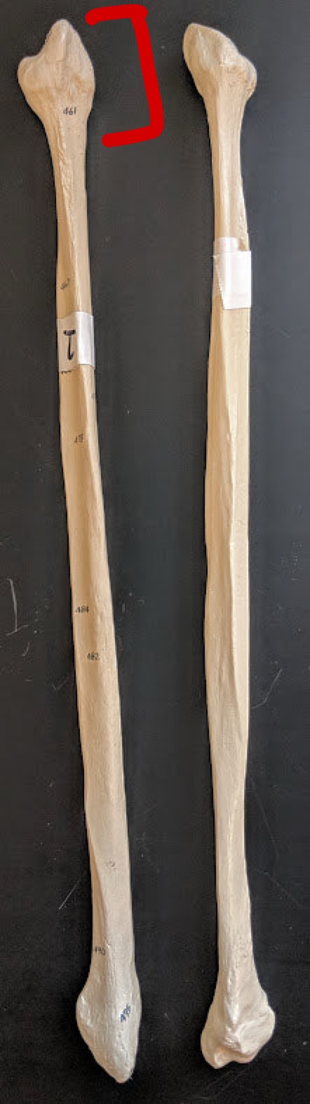 <p>Name this structure</p>