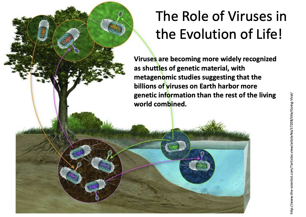 <ul><li><p><strong>shuttles of genetic material</strong></p></li><li><p>the billions of viruses on Earth harbor more genetic information than the rest of the living world combined</p></li></ul><p></p>