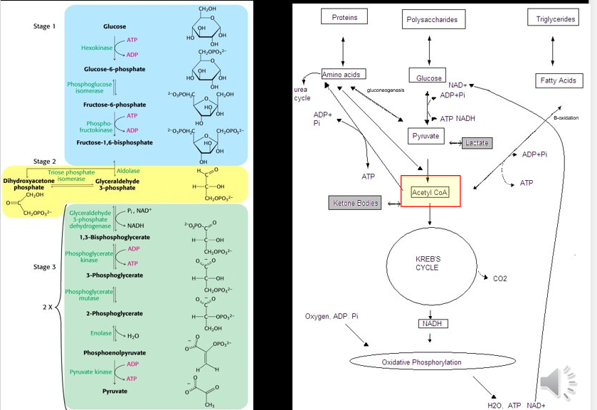 <ul><li><p>Process of metabolizing glucose in energy intermediaries for ATP production</p></li></ul><p></p>