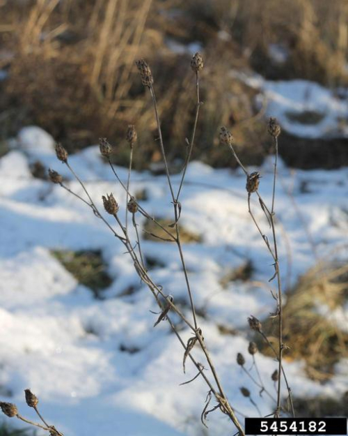 <p><span style="background-color: transparent;"><strong>Centaurea stoebe — Spotted knapweed</strong></span></p>