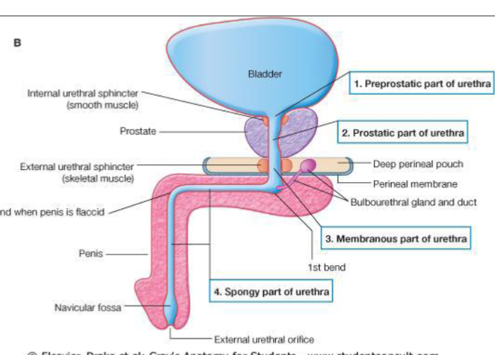 <ol><li><p>prepostatic</p></li><li><p>prostatic</p></li><li><p>membranous</p></li><li><p>spongy</p></li></ol><p></p>