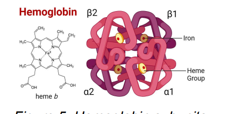 <p><strong>B2, B1, a2, a1</strong></p><ul><li><p class="has-focus"><span style="color: blue">Hemoglobin has the responsibility to transport CO2</span></p></li><li><p class="has-focus"><span style="color: blue">releases Nitric Oxide (NO) that helps cause vasodilation and will enhance delivery/transport of Oxygen/CO2 to cells</span></p></li></ul><p></p>