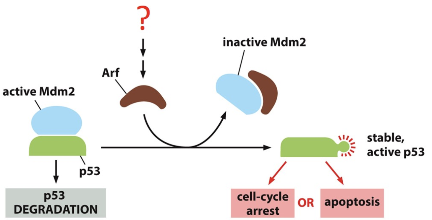 What is the signal represented by the red question mark that causes activation of the Arf protein?