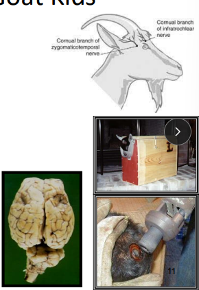 <p>Dehorning/Disbudding goats</p>