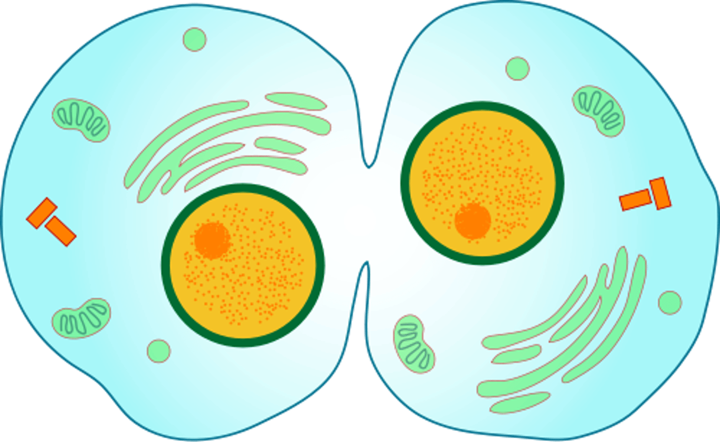 <p>Cytokinesis finishes the division process. The cell membrane squeezes together around the middle of the cell until the cell is pinched in two, splitting the cell in two and dividing the cytoplasm, organelles, and other material contained within the cell.</p>