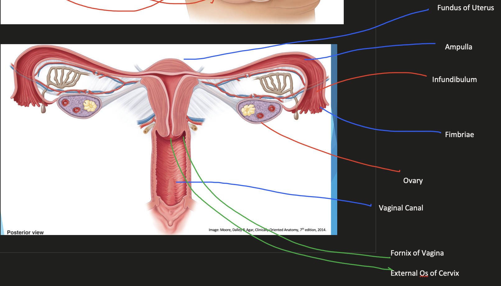 knowt flashcard image