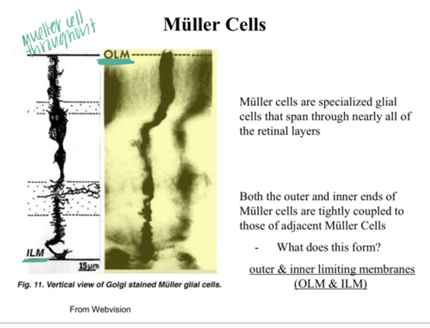 <p>What are Muller Cells?</p>