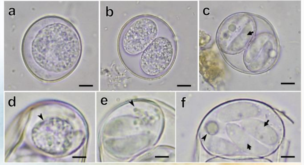 <p>Photographs of <strong>Cystoisospora oocysts detected from Asian small-clawed otters</strong></p><ul><li><p>a) immature oocyst with 1 sporoblast</p></li><li><p>b) immature oocyst with 2 sporoblasts</p></li><li><p>c) Mature oocyst containing 2 sporocysts, each with 4 club-shaped sporozoites. Sporozoites contained rounded retractile vacuoles (arrow)</p></li><li><p>d-f) sporozoites containing sporozyst residuum, which was composed of numerous small granules (d and e) or a rounded granule (f)</p></li></ul><p></p>