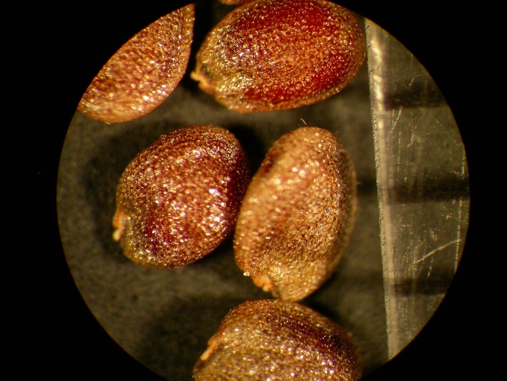 Barbarea vulgaris
