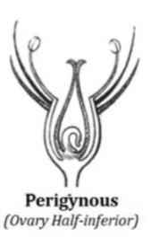 <p>Perigynous</p>