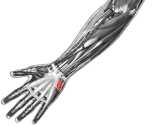 Skin on the ulnar border of the hand