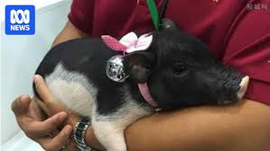 <p>What breed?</p>