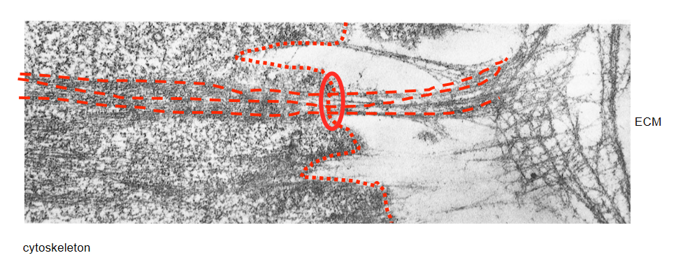 <ul><li><p>cell-ECM junctions in skin</p><ul><li><p>structural links between cytoskeleton and matrix</p></li><li><p>provides physical strength to tissues </p></li></ul></li><li><p>continual linkage</p></li><li><p>everything in cell mechanically connected </p></li></ul><p></p>