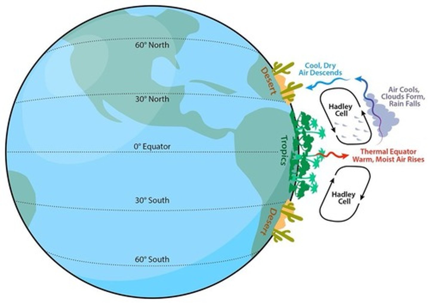 <p>Warm air rises at the equator.</p>