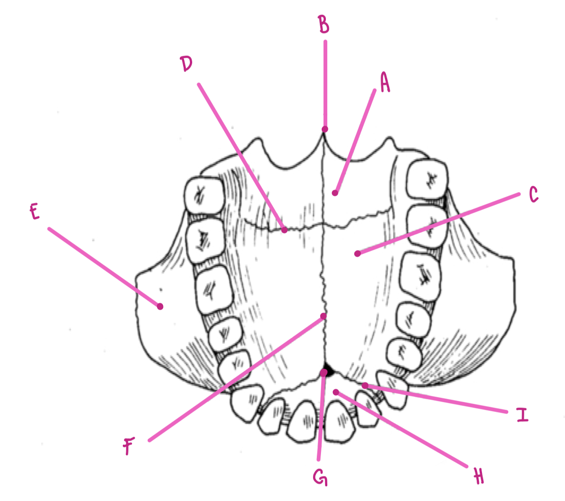 <p>Name the part of the maxillae labeled I (inferior view)</p>