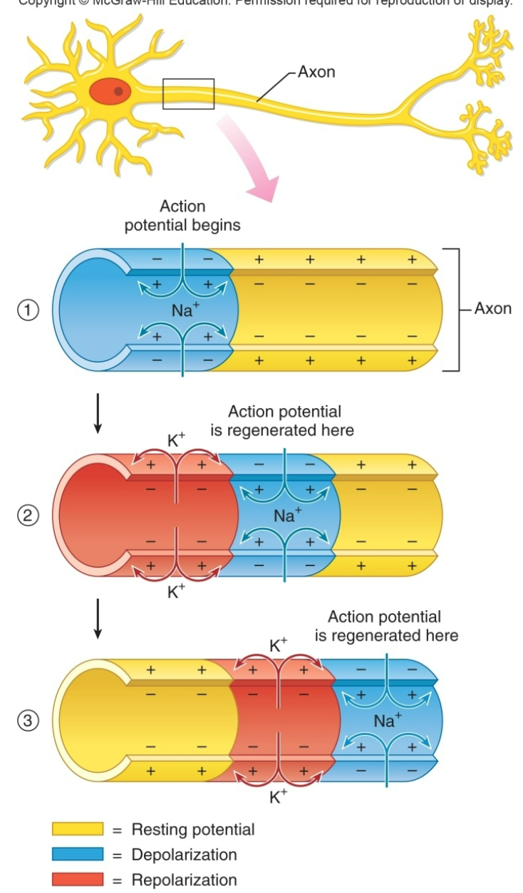 
1. ONE WAY
2. When an action potential occurs at given point on neuron membrane, voltage-gated Na+ channels open as  \n a wave down length of axon
3. Action potential at one location serves as depolarization stimulus for next region of axon
4. Area that just was activated is in absolute refractory so it can’t be activated again from this action potential
5. Only after the absolute refractory period is over, can a NEW stimulus cause another AP in that region