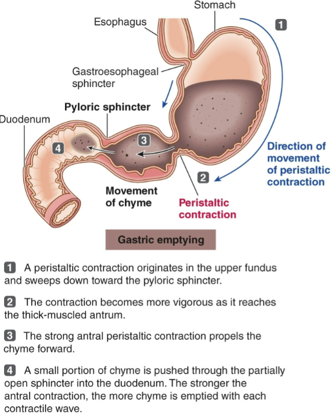 <p>small amounts of chyme pass into the duodenum w/ each contraction before the pyloric sphincter closes</p><ul><li><p><mark data-color="yellow" style="background-color: yellow; color: inherit">stomach empties @ a rate proportional to the volume of chyme in it</mark></p><ul><li><p>higher volume → more stretch → stretch-activated channels in smooth muscle excite the cells → activation of v-g calcium channels &amp; contraction</p></li></ul></li><li><p>duodenal factors affecting gastric emptying are <u>fat content, acidity, hypertonicity, &amp; distension</u></p></li></ul><p></p>