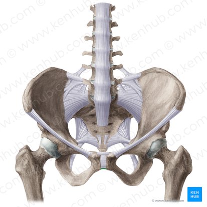 <p>What is another name for the <strong>inferior pubic ligament</strong>?</p>