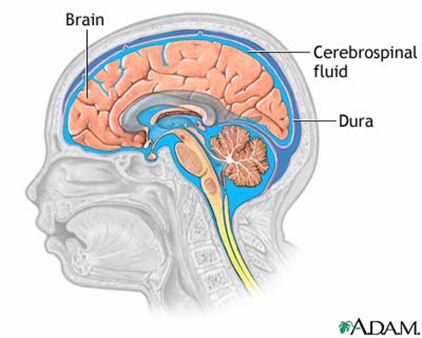 <p>clear, colorless fluid that fills the spaces within the cerebrum and spinal cord</p>