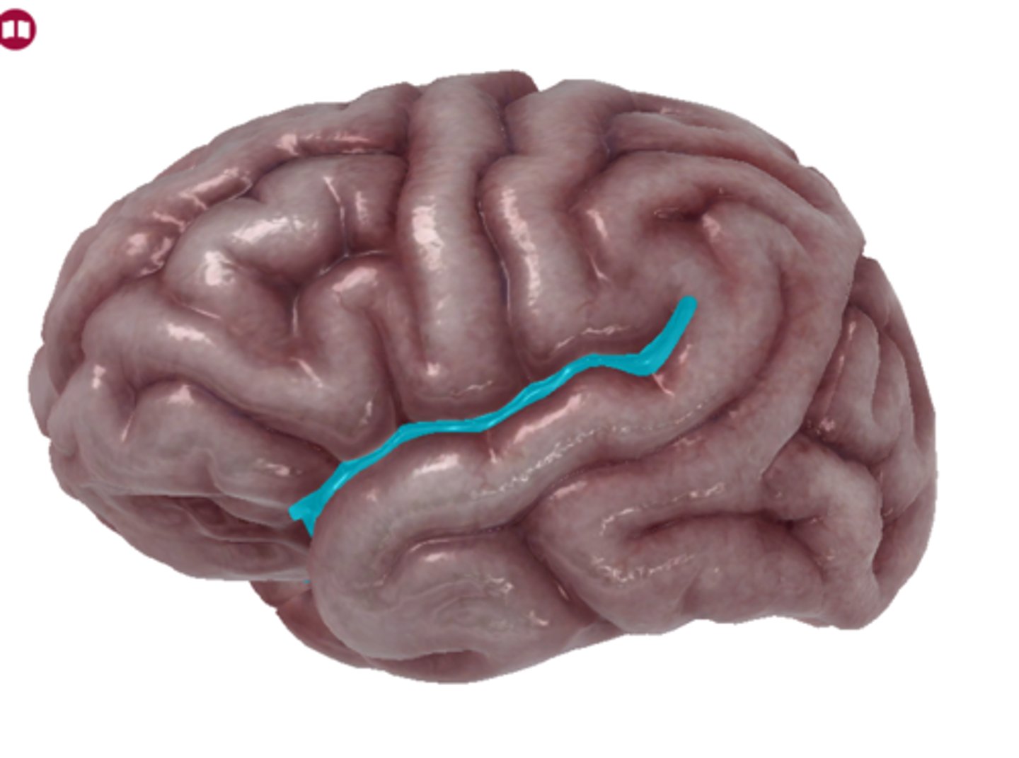 <p>Light blue highlight</p>