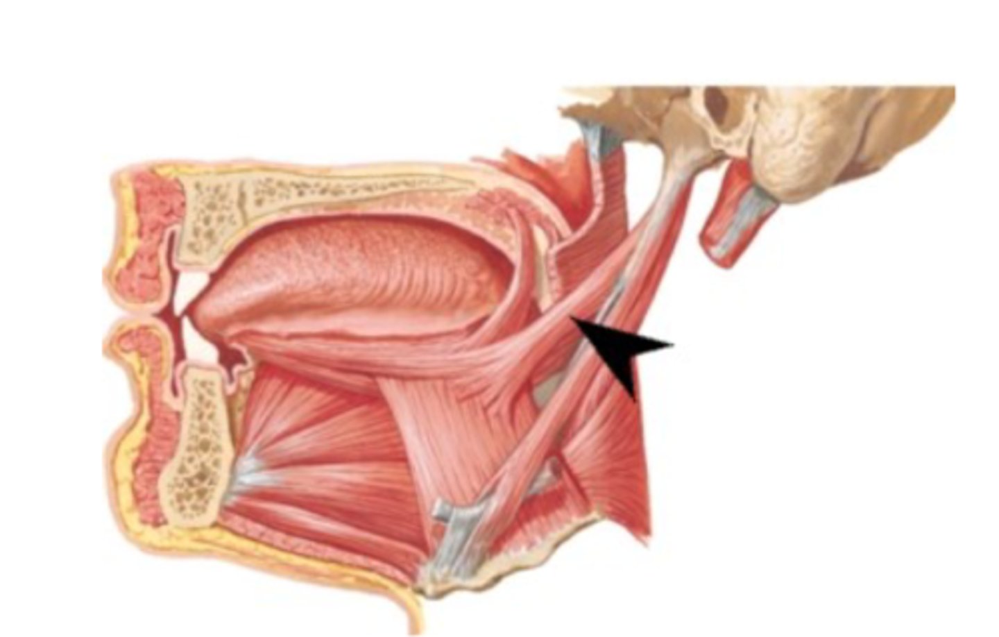 <p>What is this muscle?</p>