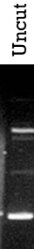 <p><span style="color: #NaNNaNNaN">why do we see multiple bands for the</span><span style="color: #NaNNaNNaN"><br></span><span style="color: #NaNNaNNaN">uncut plasmid DNA from E. coli in the figure below?</span></p>