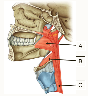 <p>Label the muscles of the pharynx in the diagram and state their nerve supply </p>