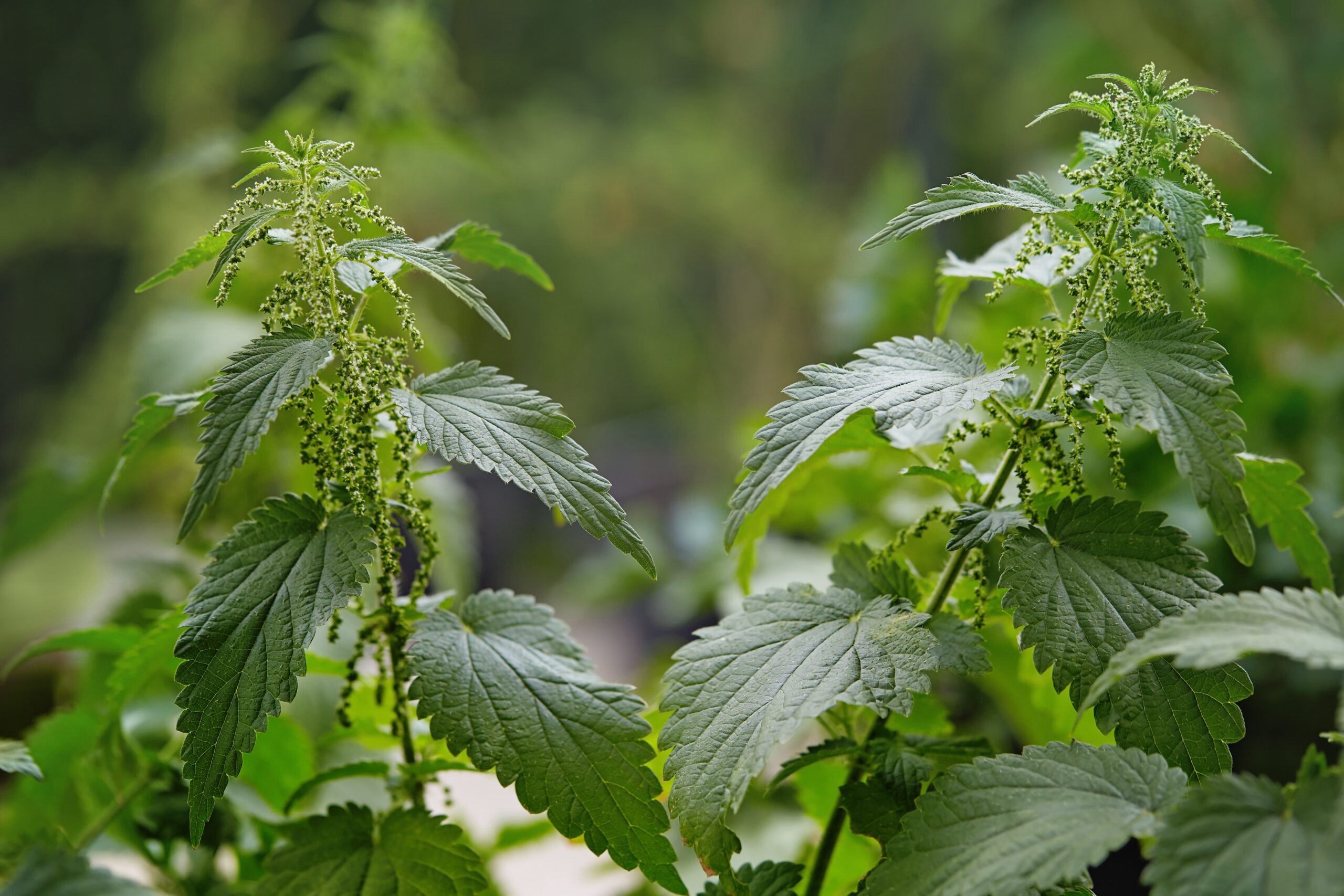 <p>Urtica dioica - Urticaceae</p>