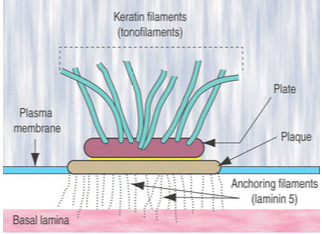 <p>What are hemidesmosomes and what do they connect?</p>