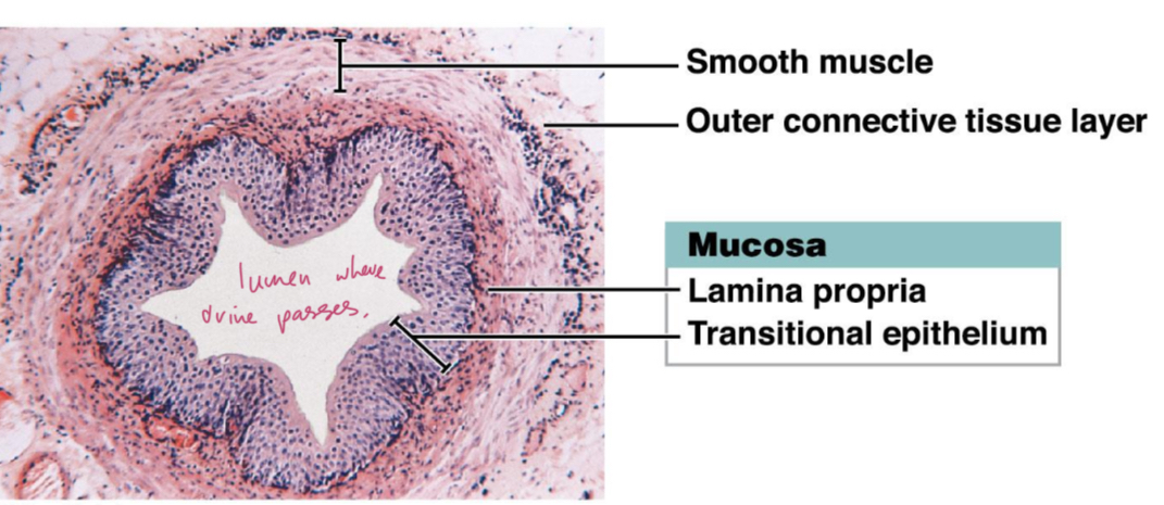 <p>Transitional epithelium and lamina propria (mucosa), with folded protein plaques on inner surface. Muscularis made of inner longitudinal, and outer circular smooth muscle (opposite to GI). Adventitia (outer layer of connective tissue)</p>