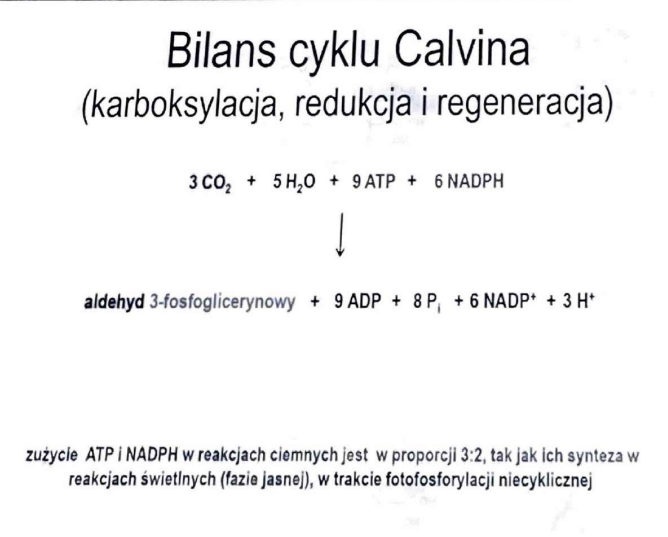 <p>1 cząsteczka aldehydu 3-fosfoglicerynowego</p>