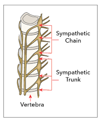 <ul><li><p>a paired bundle of nerve fibers that run from the base of the skull to the coccyx</p></li></ul>