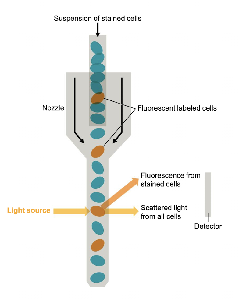<p>uses a laser light to detect cells passing through a narrow channel</p>