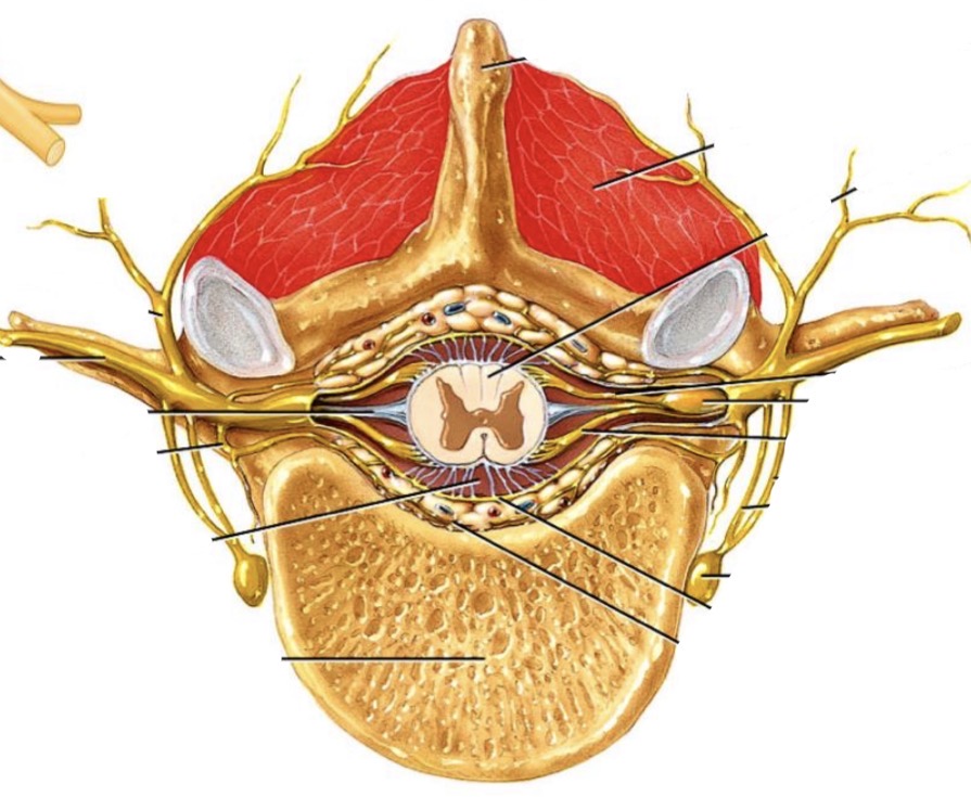 <p>Kokias sakas turi nugariniai nervai? Parodyti paveiksle</p>