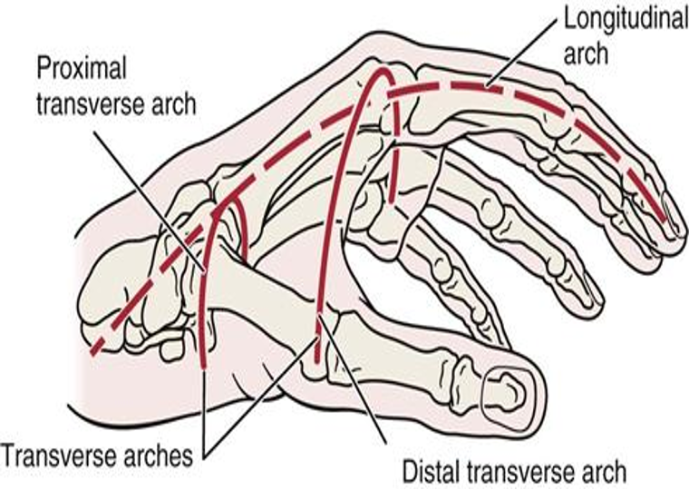 <p>Grasp depends on the integrity of mobile units of the arches </p><p>The structure allow for the flattening &amp; cupping of the hand</p><ul><li><p>Longitudinal arch: wrist to fingers</p></li><li><p>Distal transverse arch: along the metacarpals of the digits</p></li><li><p>Proximal transverse arch: along the wrist</p></li><li><p>The thenar &amp; hypothenar eminence use the instrinsic muscles for cupping &amp; arching </p></li><li><p>Underdeveloped arches could impact mobility- lead to decreased function</p></li></ul><p></p>