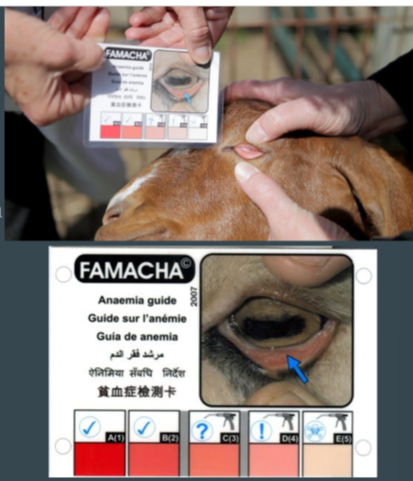 <p>Famacha </p>