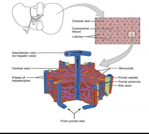 <p>role of the liver in metabolism </p>