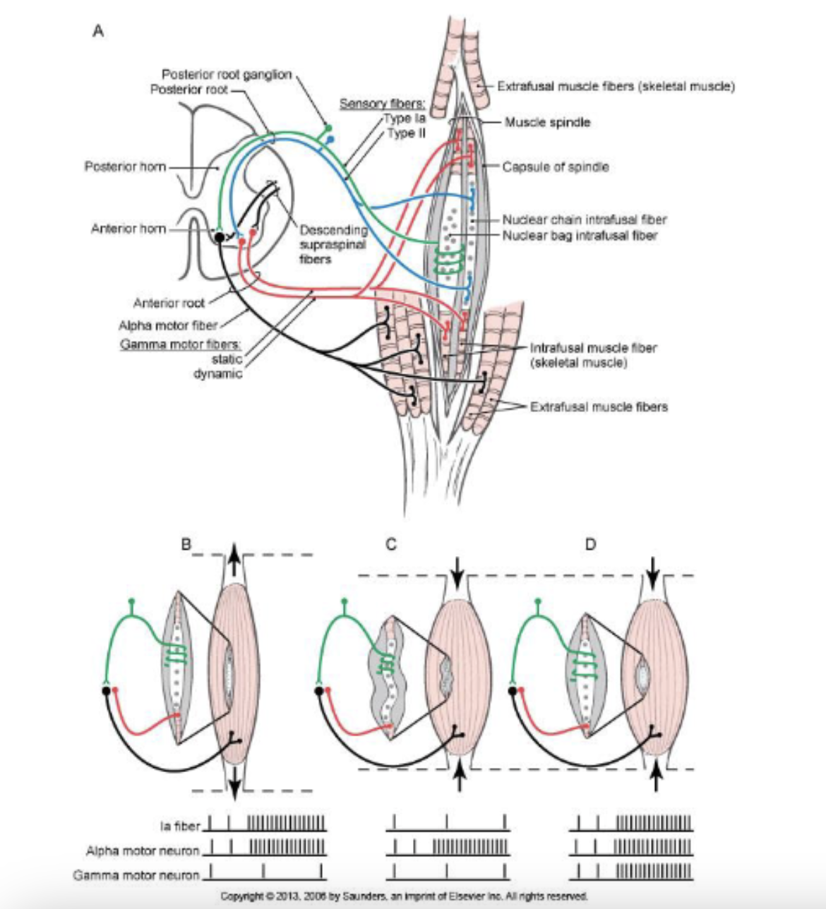 <ul><li><p><strong><u>during voluntary movement both alpha and gamma motor neurons will be activated simultaneously</u></strong></p></li><li><p>activation of the ***<strong><u>alpha motor neuron</u> results in <u>muscle fiber contraction</u></strong></p></li><li><p>activation of the ***<strong><u>gamma motor neuron</u> <u>maintains the sensitivity of the muscle spindle</u> (i.e. length of the spindle) <u>during ongoing movement</u></strong></p><ul><li><p>allows the system to <strong><u>provide feedback regarding muscle length during movement</u></strong> (i.e. primary afferent can still encode length changes related to the muscle)</p></li><li><p><strong><u>protective monitoring systems so that the muscle isn’t overstretching/overexerting/snapping</u></strong></p></li></ul></li></ul><p></p>